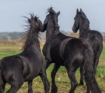 arti mimpi kuda hitam