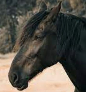 arti mimpi kuda hitam
