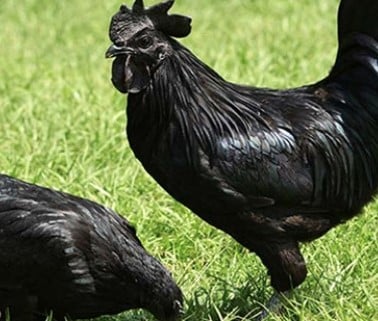 erek erek ayam hitam