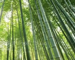 kode alam bambu runcing